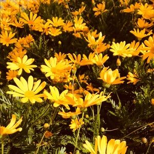 Meet your Posher, Carissa